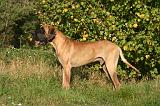 DOGUE ALLEMAND 867